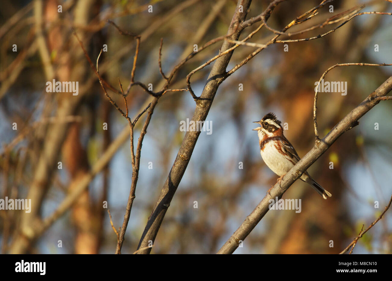 Zingend mannetje Bosgors; Singing male Rustic Bunting, Kuusamo Finland Stock Photo