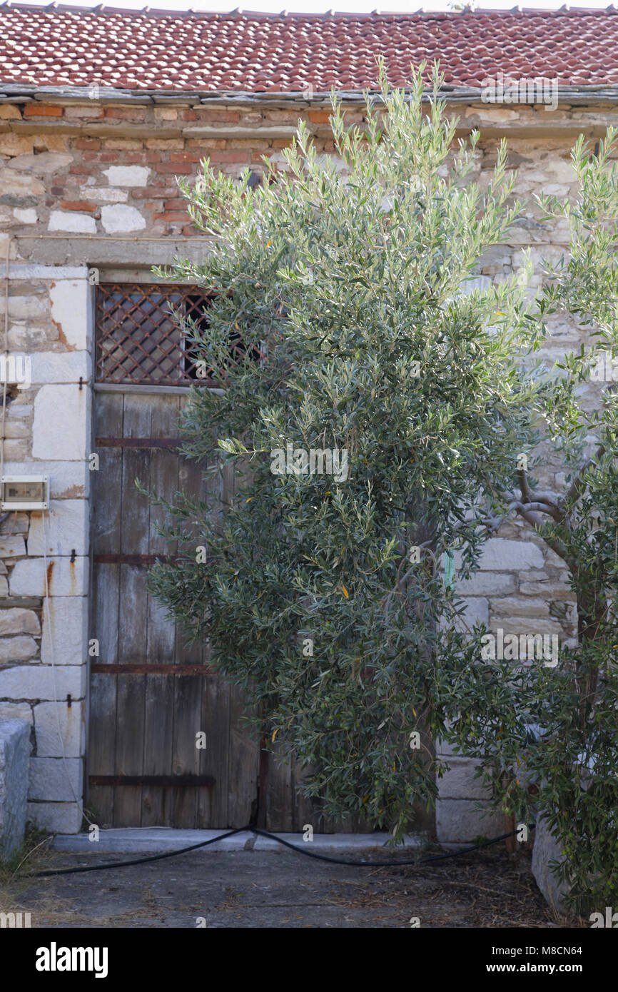 Old olive oil factory, Kalmos, Pelion, Greece Stock Photo Alamy