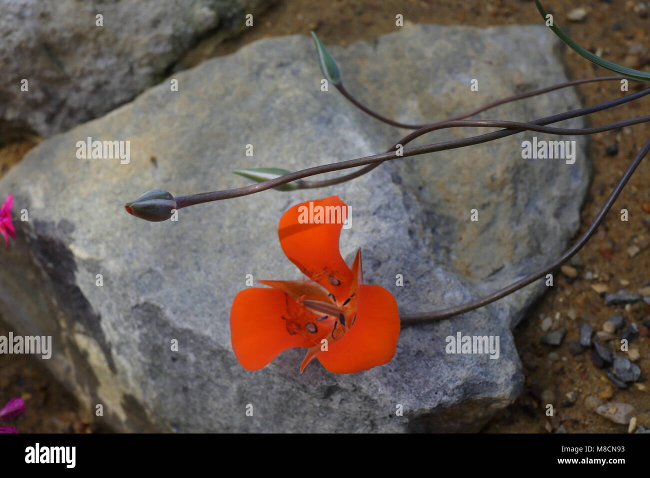 Orange flower Stock Photo