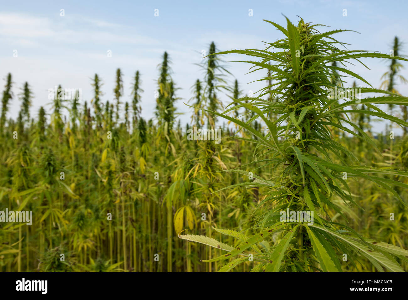 Hemp plant (Cannabis sativa) growing as crop., Industriel hamp 'Cannabis industrialis'. Stock Photo