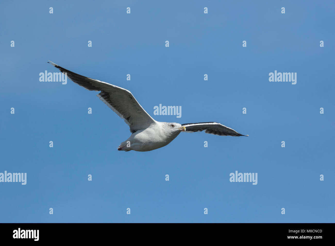 Great Black-backed Gull (Larus marinus) flying Stock Photo