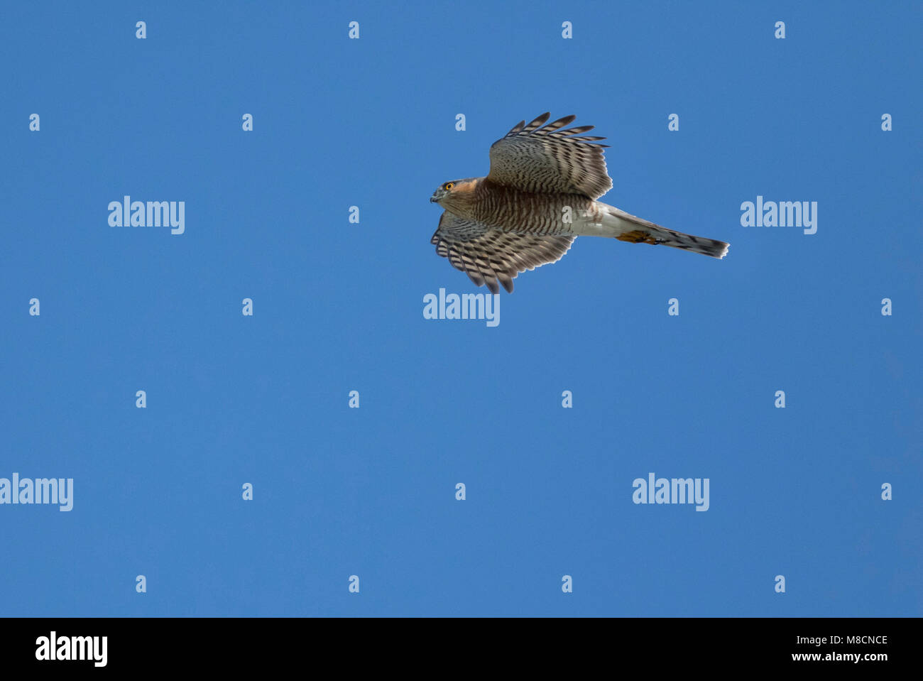 Eurasian Sparrowhawk (Accipiter nisus) flying Stock Photo