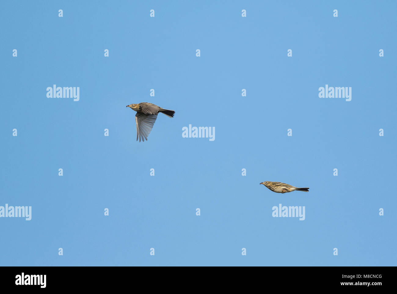 Tree Pipit (Anthus trivialis). A clone of 2 pictures of the same bird. Stock Photo