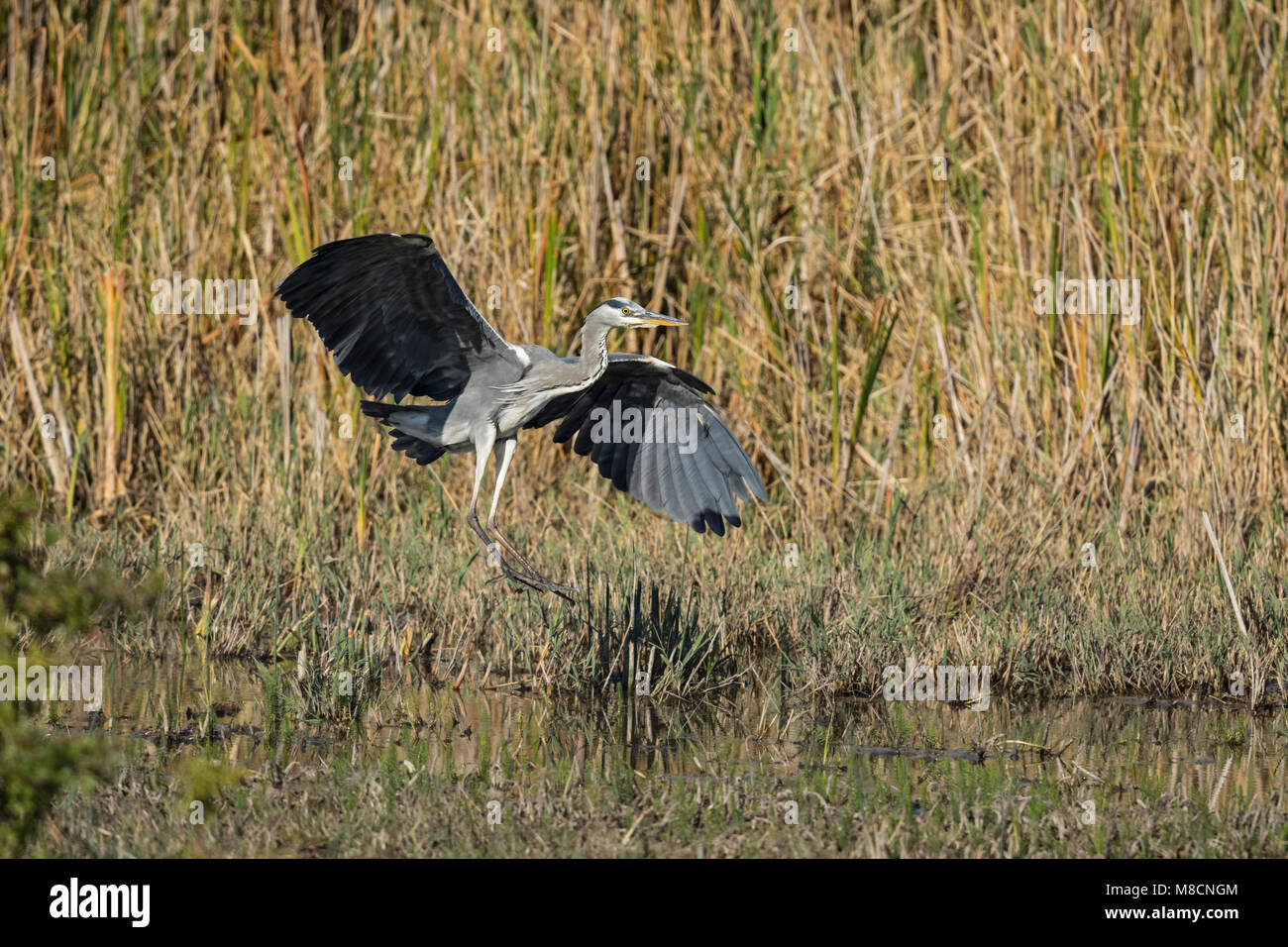 Grey heron landing (Ardea cinerea) Stock Photo