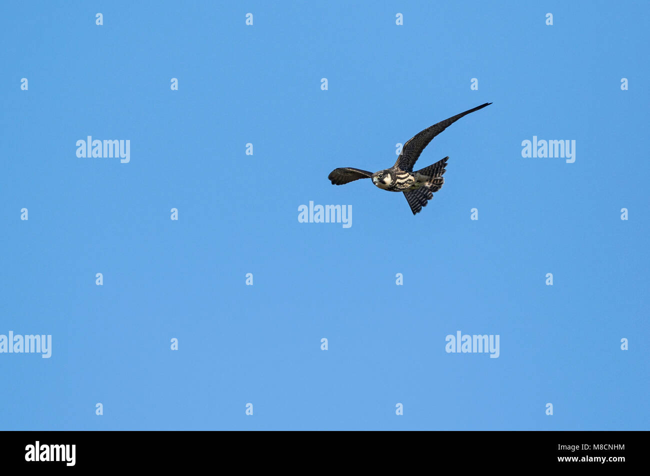 Juvenile Eurasian Hobby (Falco subbuteo) in flight Stock Photo