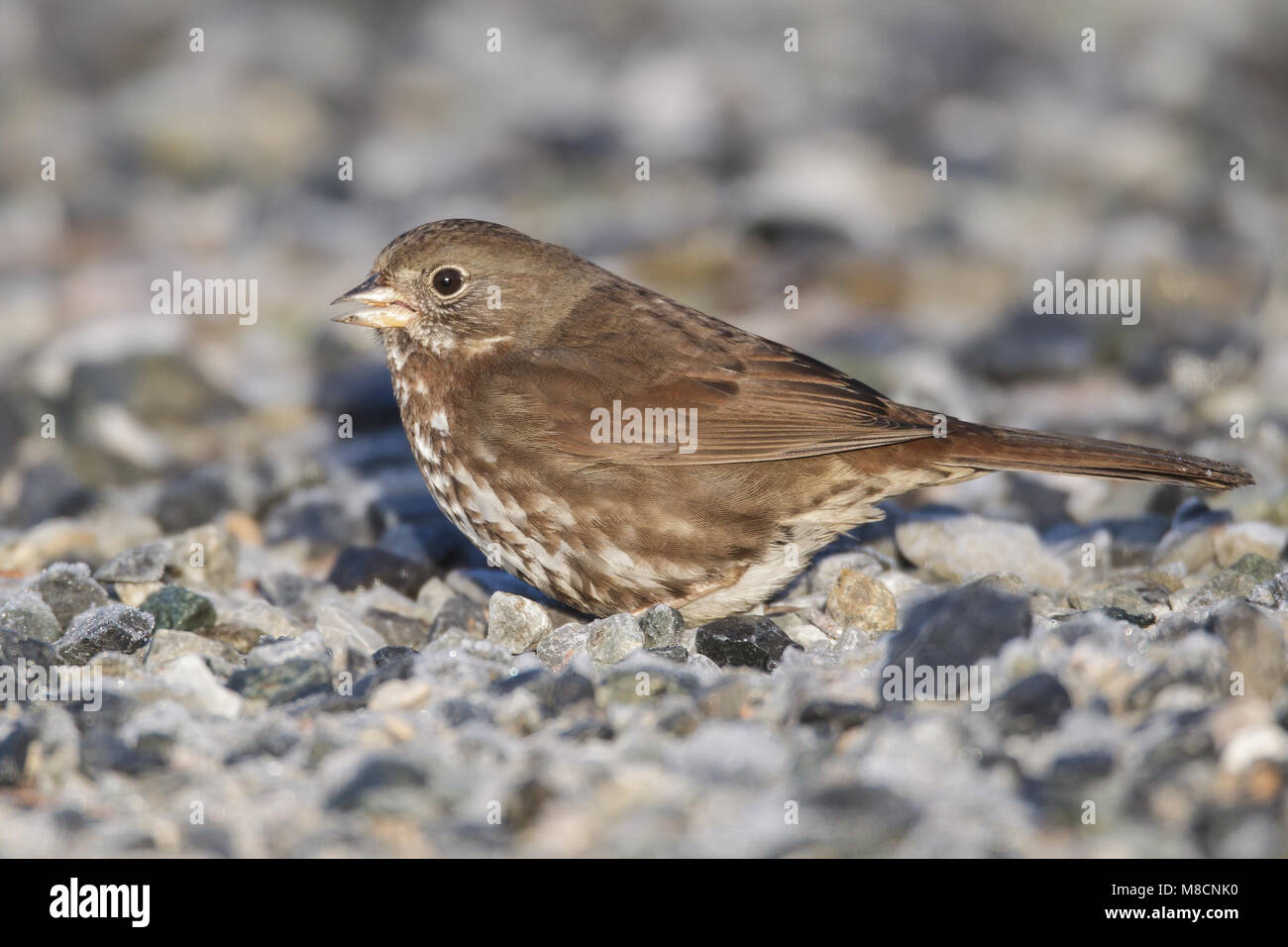Grauwe Roodstaartgors foeragerend op de grond, Sooty Fox Sparrow foraging on the ground Stock Photo