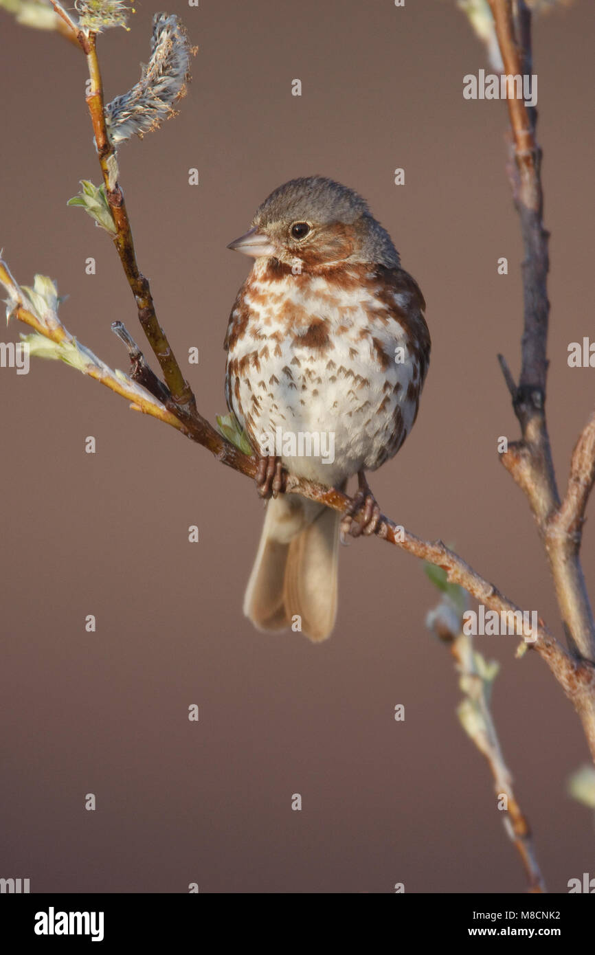 Rode Roodstaartgors in wilg, Red Fox Sparrow in willow Stock Photo