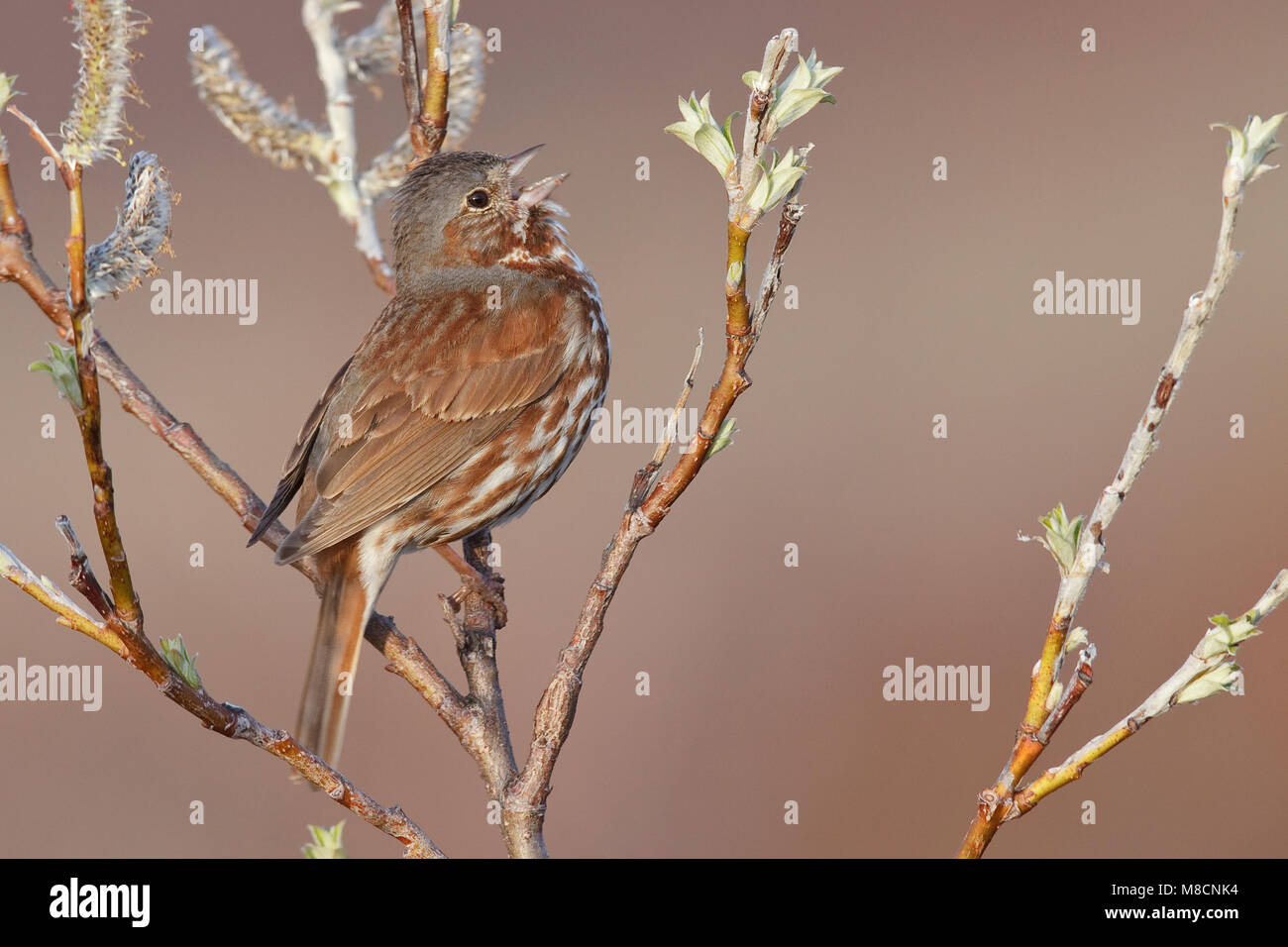 Rode Roodstaartgors in wilg, Red Fox Sparrow in willow Stock Photo