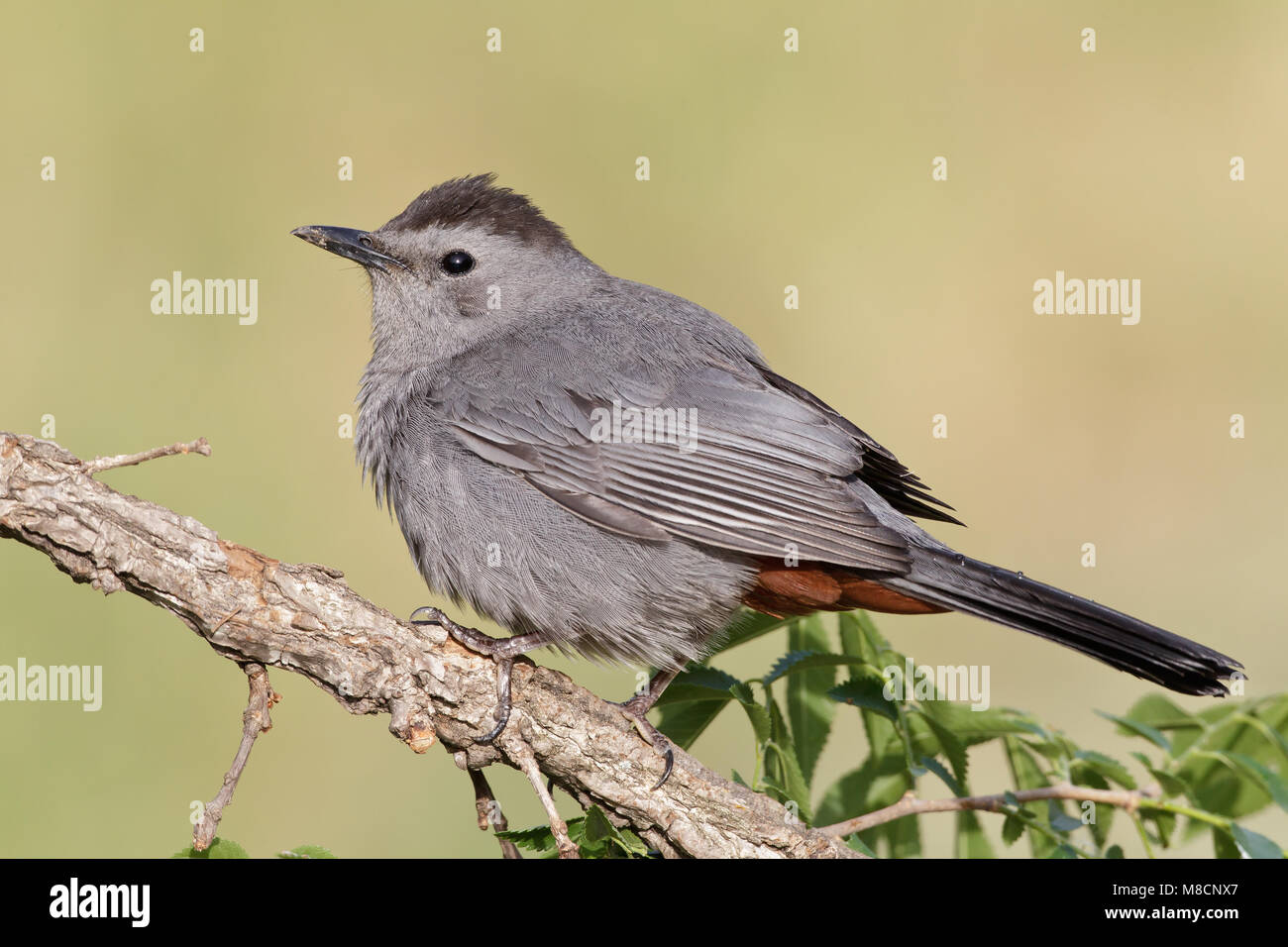 Katvogel, Gray Catbird Stock Photo