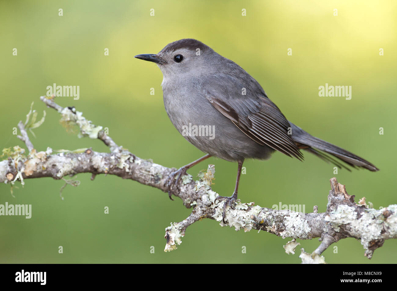 Katvogel, Gray Catbird Stock Photo