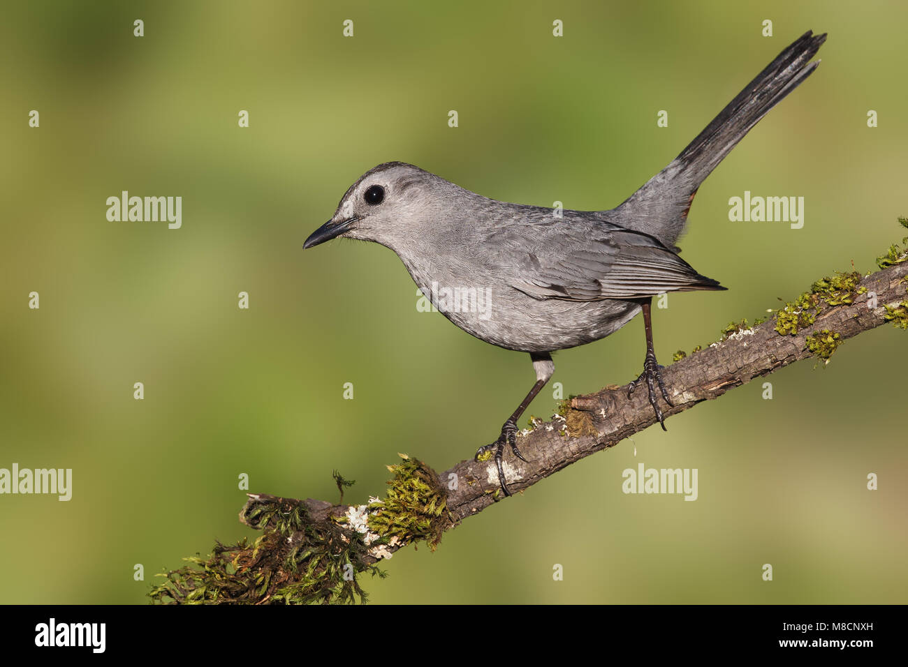 Katvogel, Gray Catbird Stock Photo