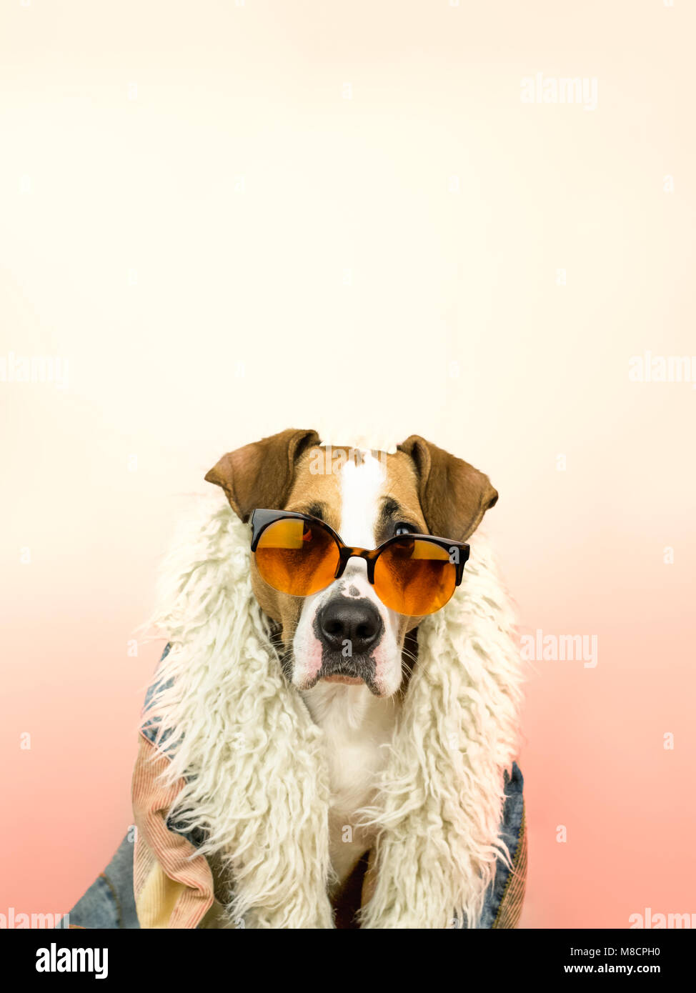 Next doggo portrait. @hutchosgsps sat like a rock star, Thankyou