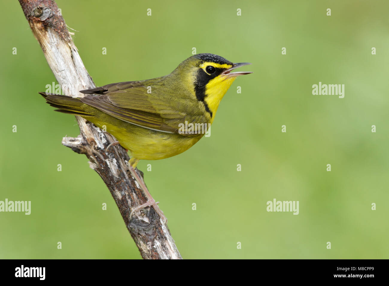 Adult male Galveston Co., TX April 2010 Stock Photo