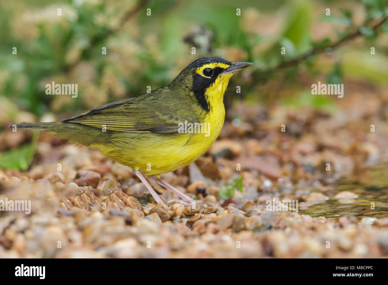 Adult Galveston Co., TX April 2013 Stock Photo