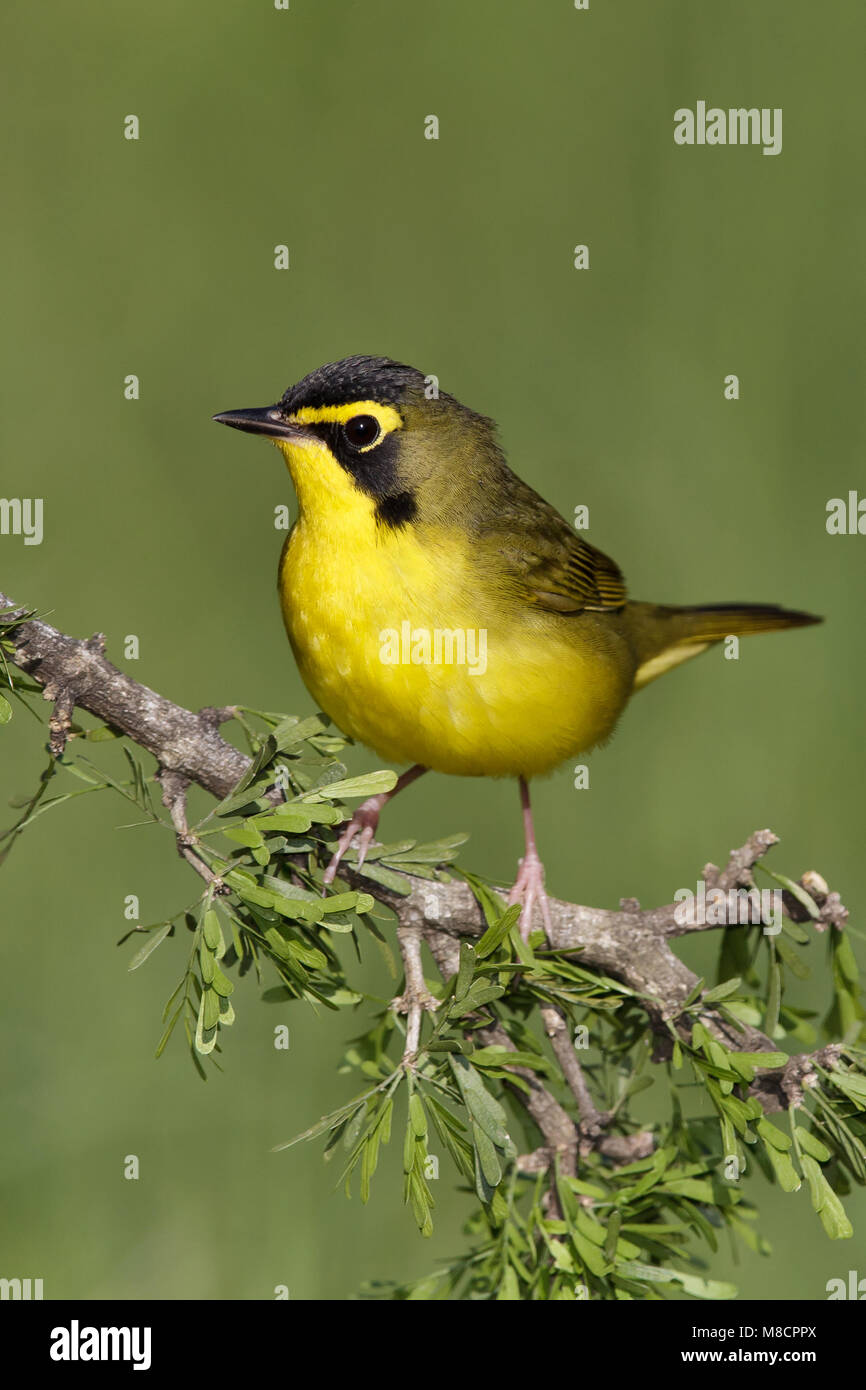 Adult male Galveston Co., TX April 2010 Stock Photo