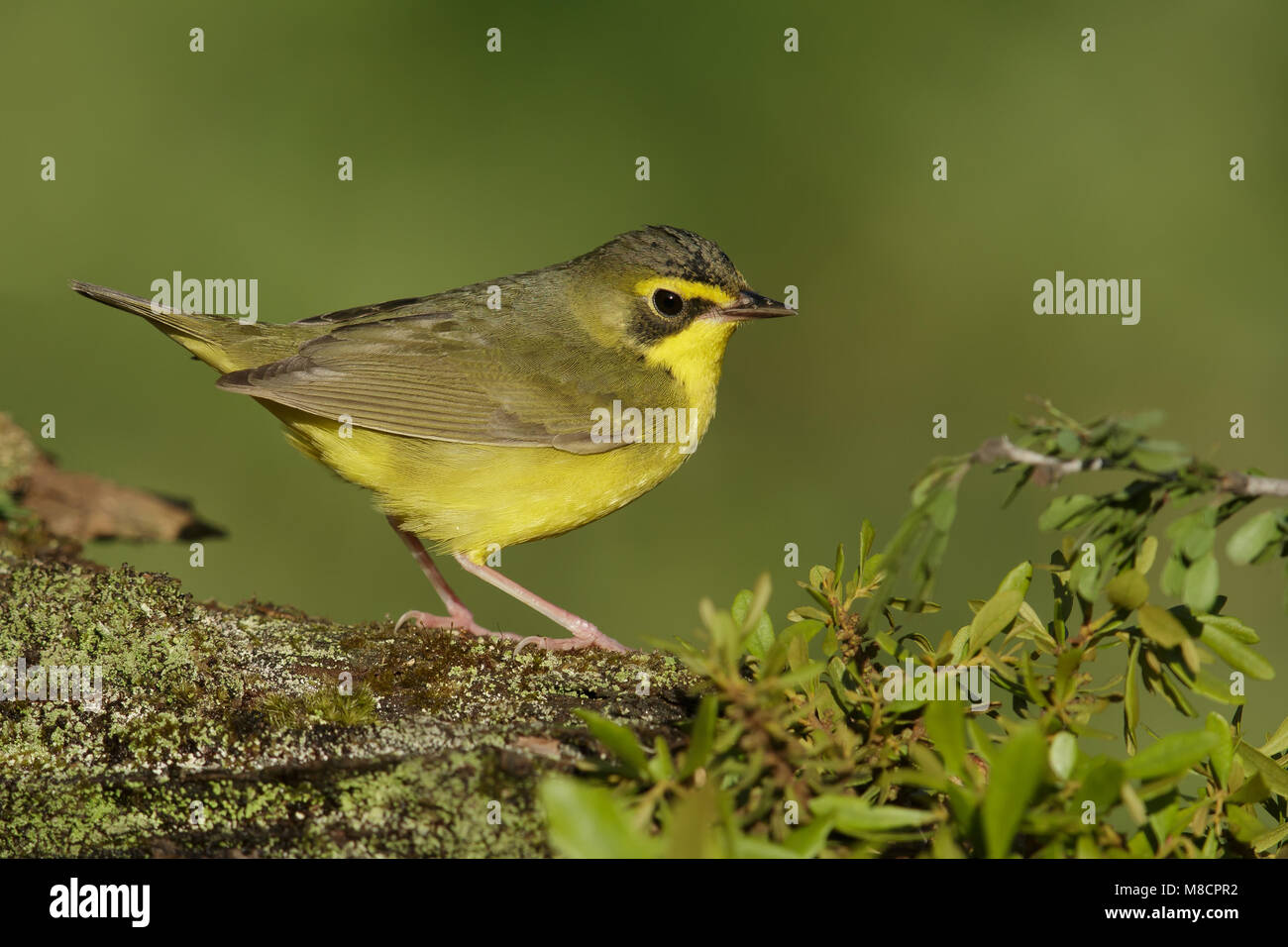 Adult female Galveston Co., TX April 2014 Stock Photo