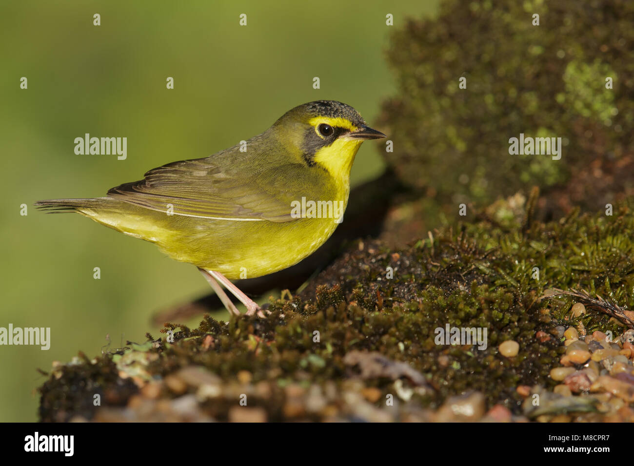 Adult female Galveston Co., TX April 2014 Stock Photo