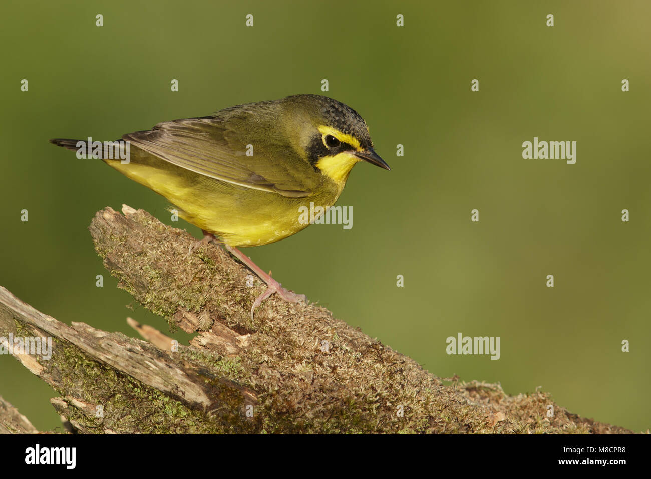 Adult female Galveston Co., TX April 2014 Stock Photo