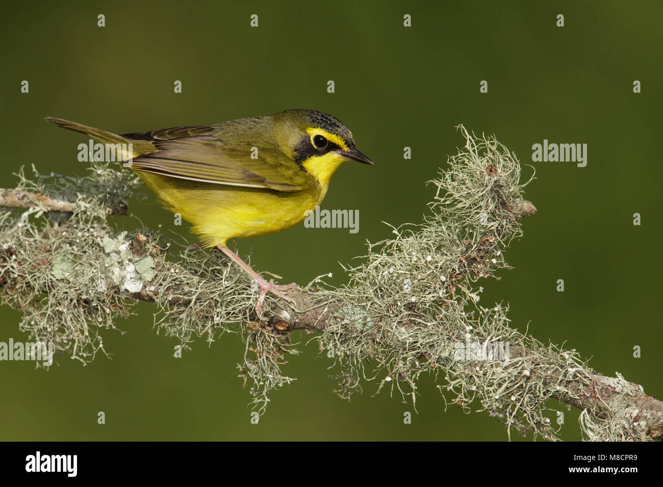 Adult male Galveston Co., TX April 2014 Stock Photo