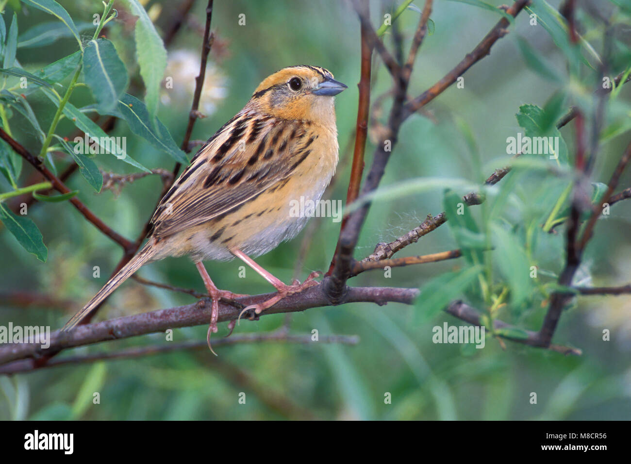 Adult Aitkin Co., MN June 2002 Stock Photo Alamy