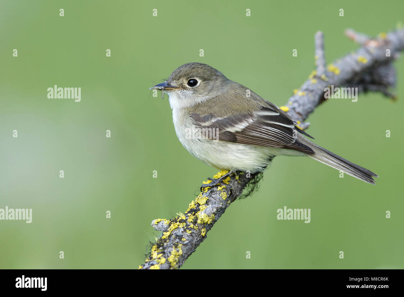 North of kamloops hires stock photography and images Alamy