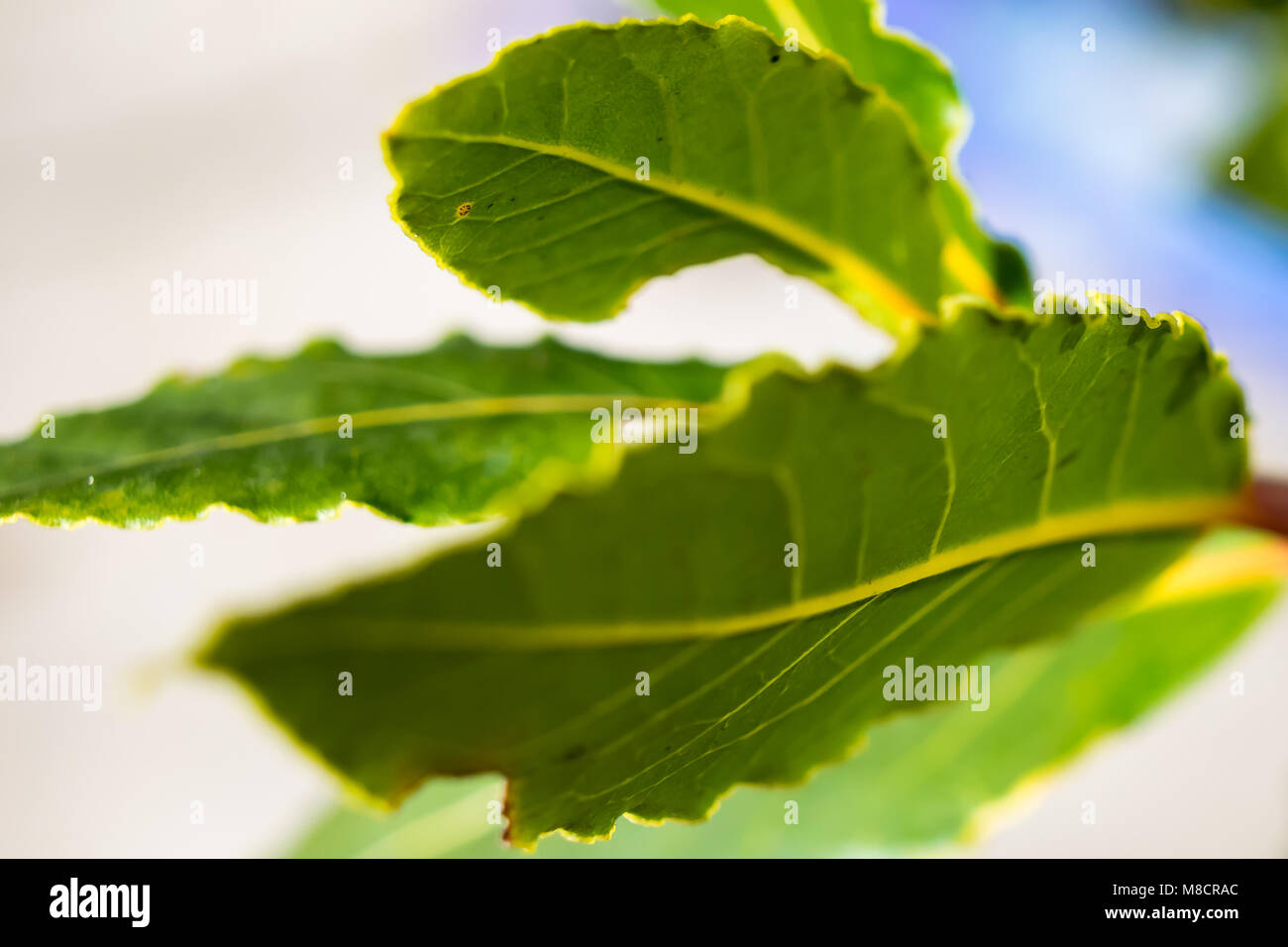 bay leaf Stock Photo