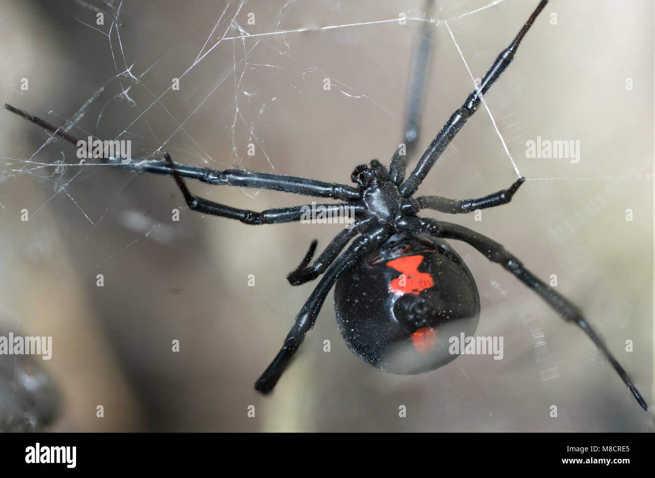 A female black widow spider tends to her web waiting for prey Stock Photo Alamy