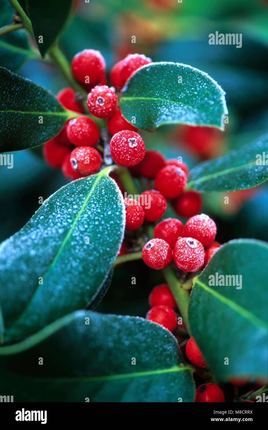 Ilex altaclarensis - Holly berries with frost Stock Photo