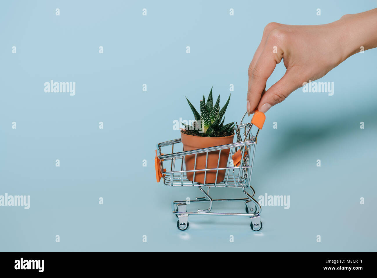 cropped shot of human hand holding small shopping cart with green aloe plant on grey Stock Photo