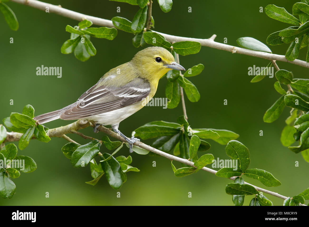 Adult Galveston Co., TX May 2014 Stock Photo