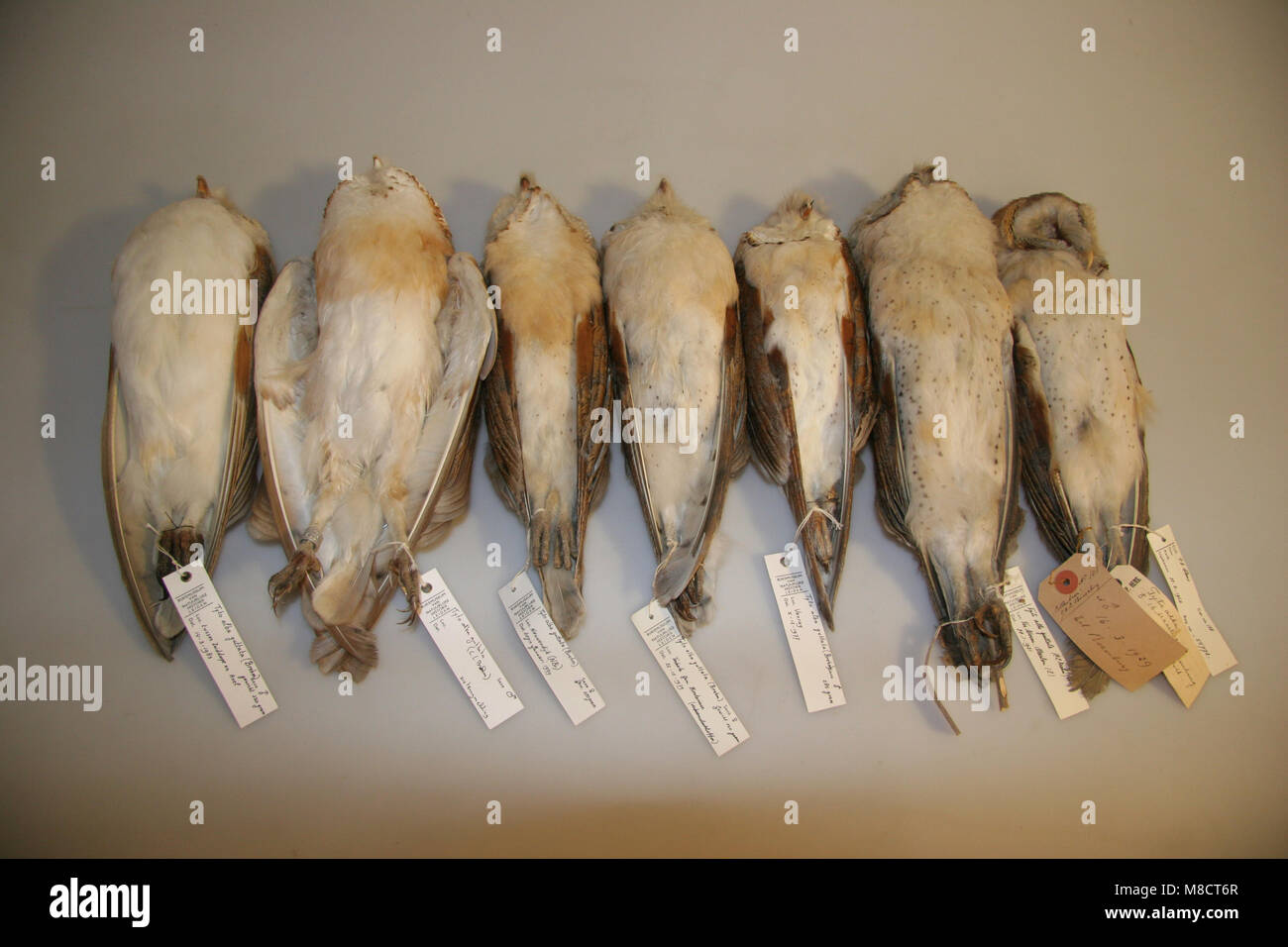 Kerkuilen in een museum; Dark Barn Owls in a museum Stock Photo