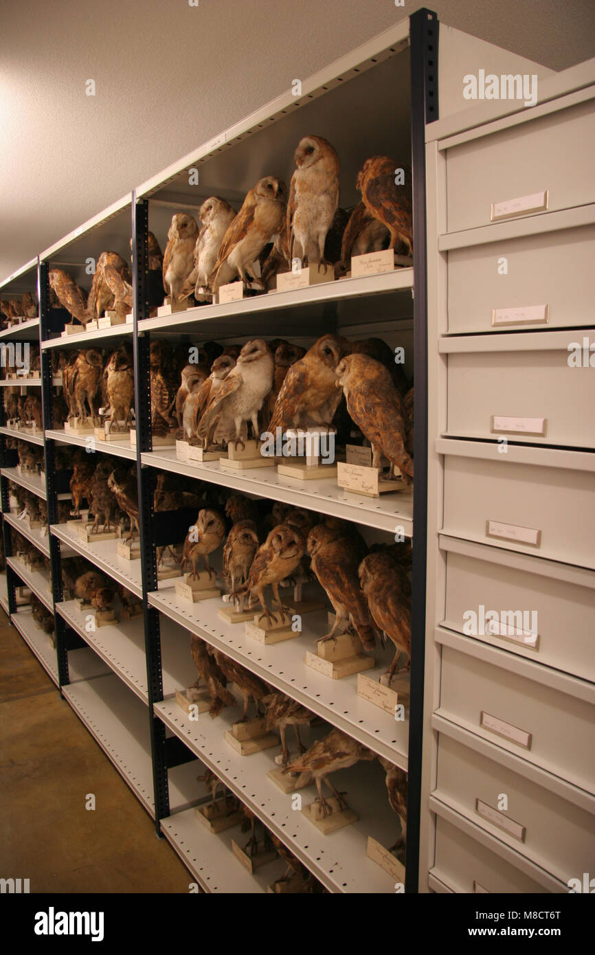 Kerkuilen in een museum; Dark Barn Owls in a museum Stock Photo