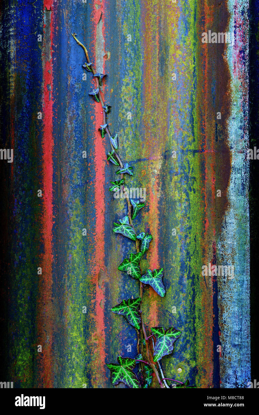 Ivy on Corrugated iron, Cockermouth, Cumbria, UK. Stock Photo