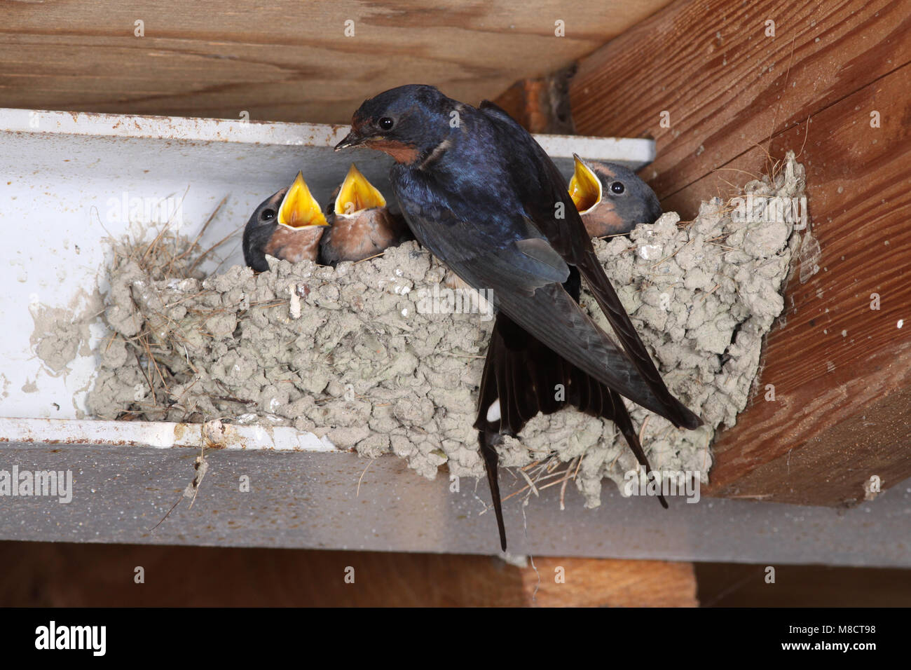 Boerenzwaluw op het nest; Barn Swallow at the nest Stock Photo Alamy