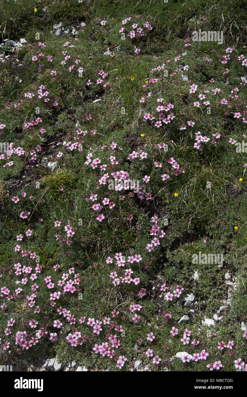 Pink Cinquefoil growing on mountain slopes above the Val Gardena the Dolomites South Tyrol Italy Stock Photo