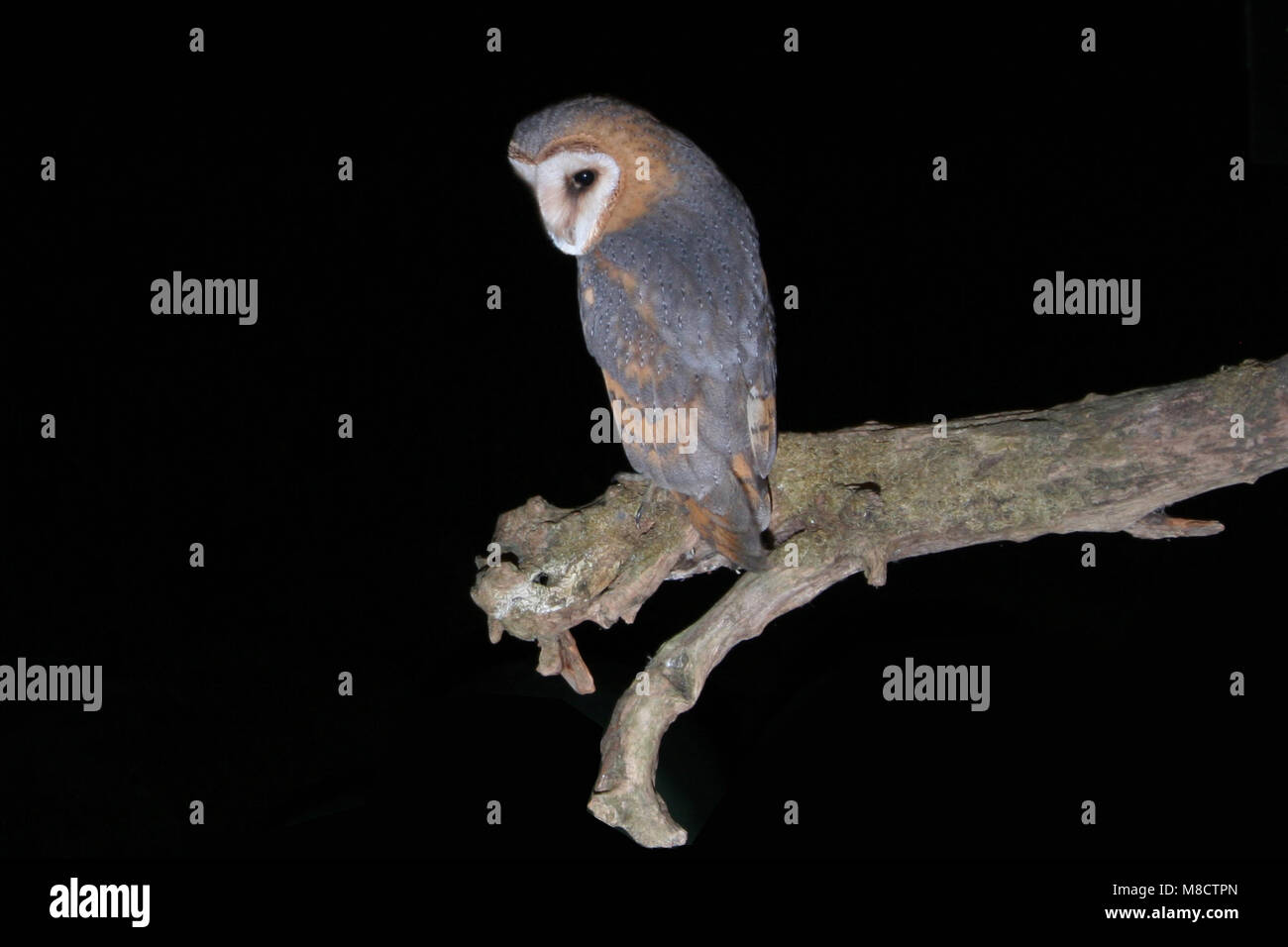 Barn Owl adult perched on a branch; Kerkuil volwassen zittend op een tak Stock Photo