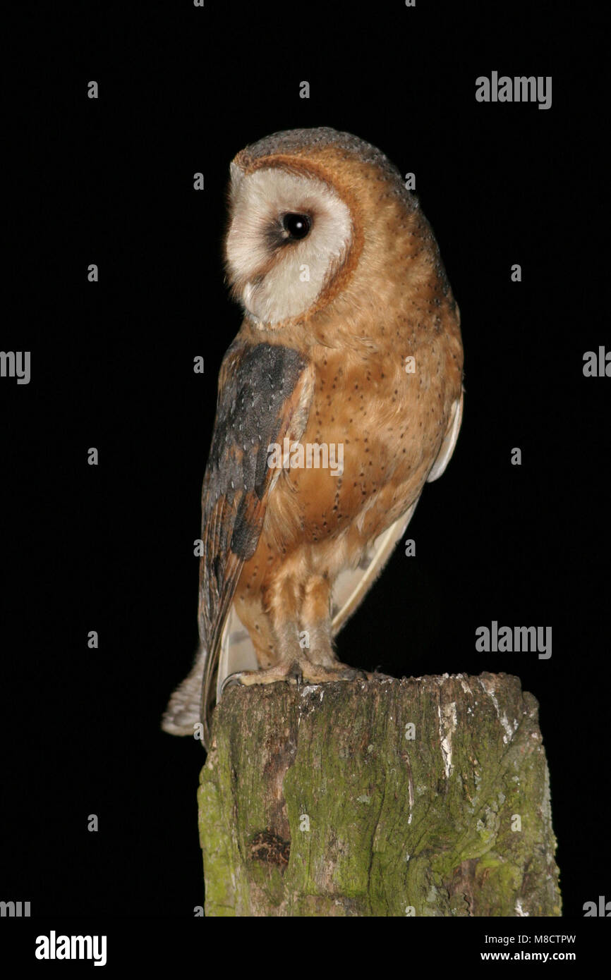 Barn Owl adult perched on a pole; Kerkuil volwassen zittend op het paal Stock Photo
