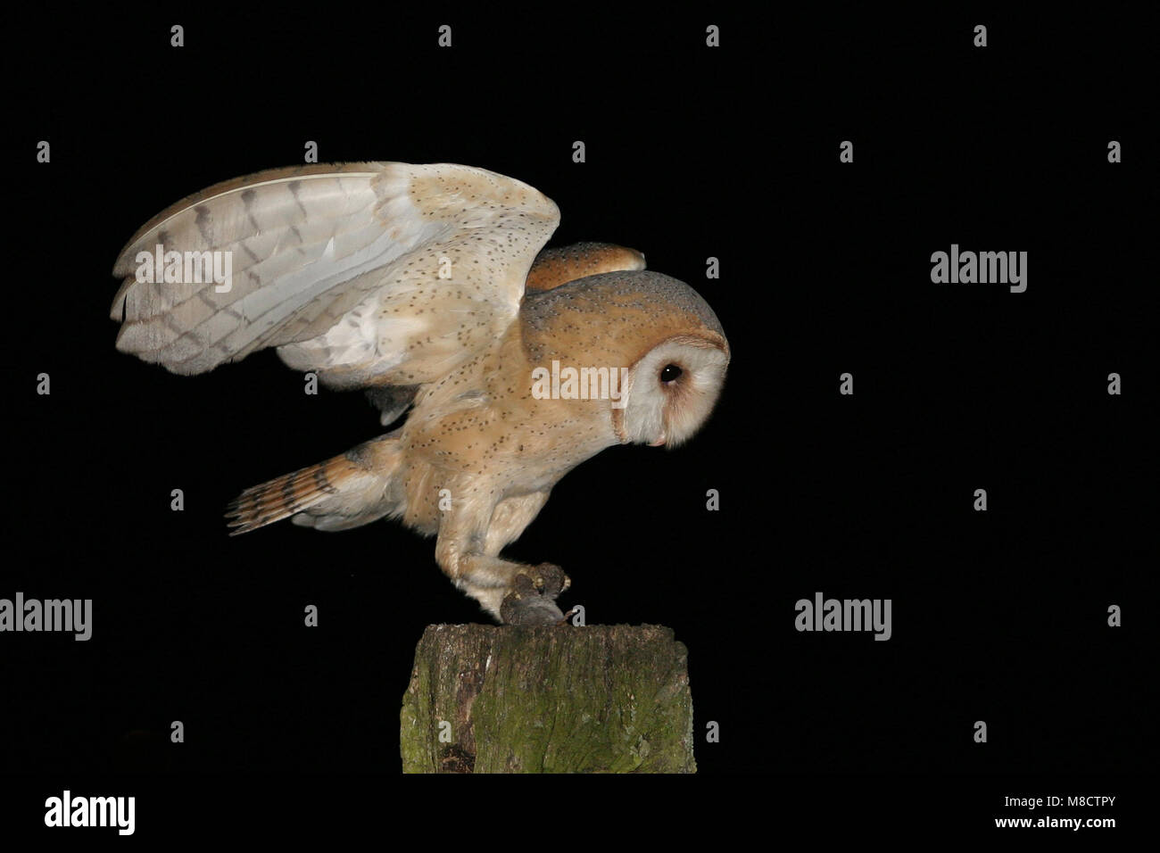 Barn Owl adult perched on a pole with prey; Kerkuil volwassen zittend op een paal met prooi Stock Photo