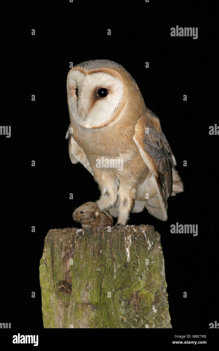 Barn Owl adult perched on a pole with prey; Kerkuil volwassen zittend op een paal met prooi Stock Photo