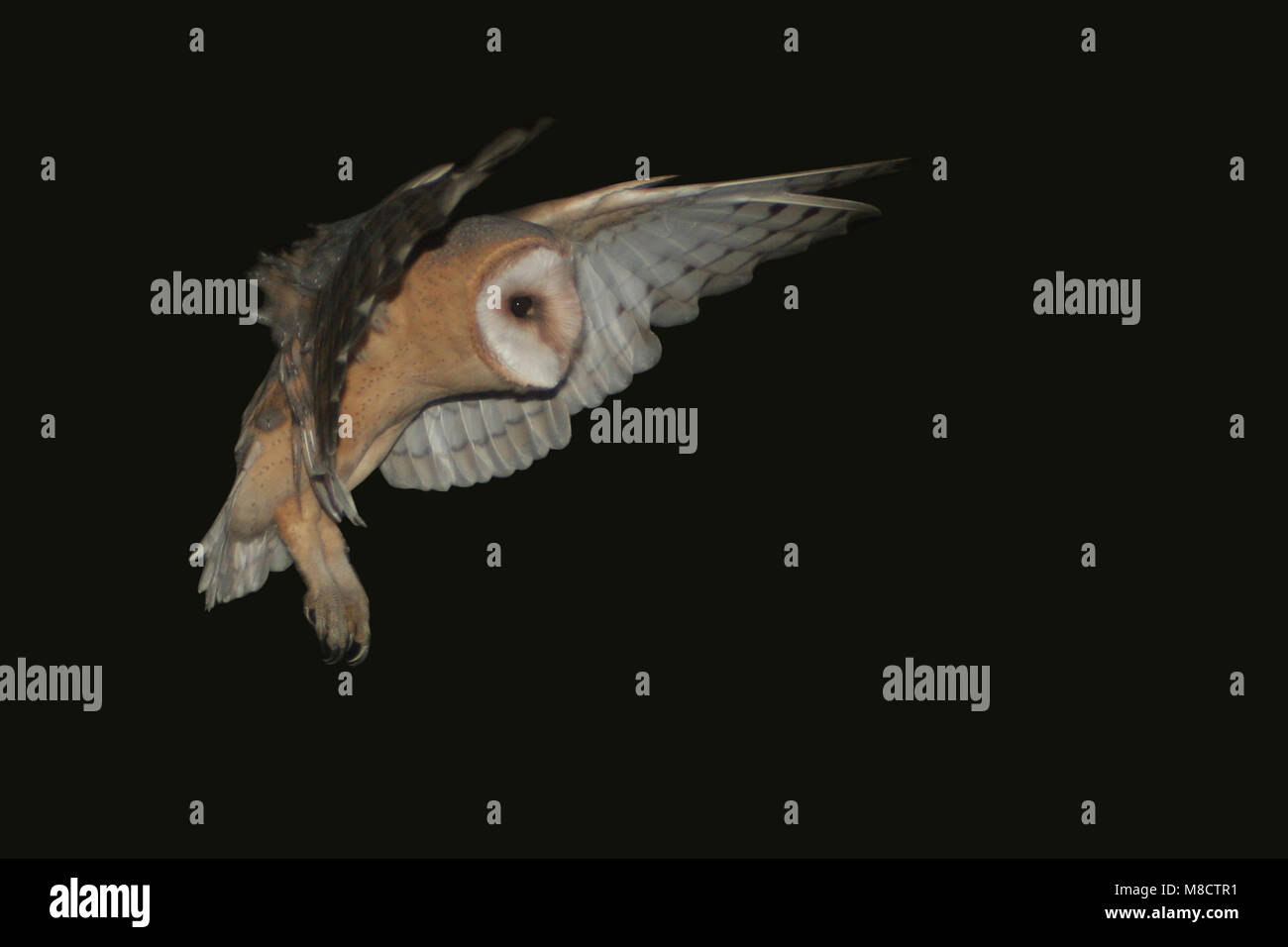 Barn Owl flying; Kerkuil vliegend Stock Photo