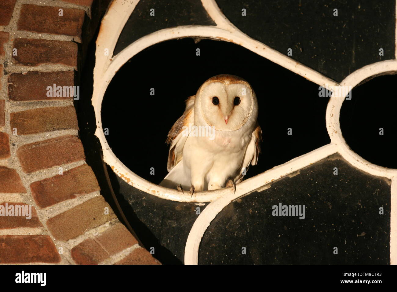 Barn Owl perched in a window; Kerkuil zittend in een raam Stock Photo