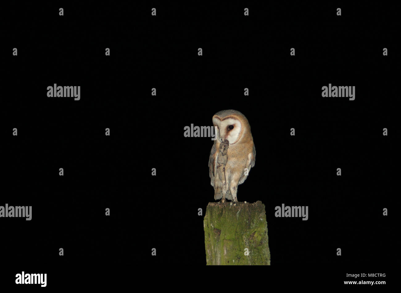 Kerkuil op een stronk; Dark Barn Owl perched on a trunc Stock Photo