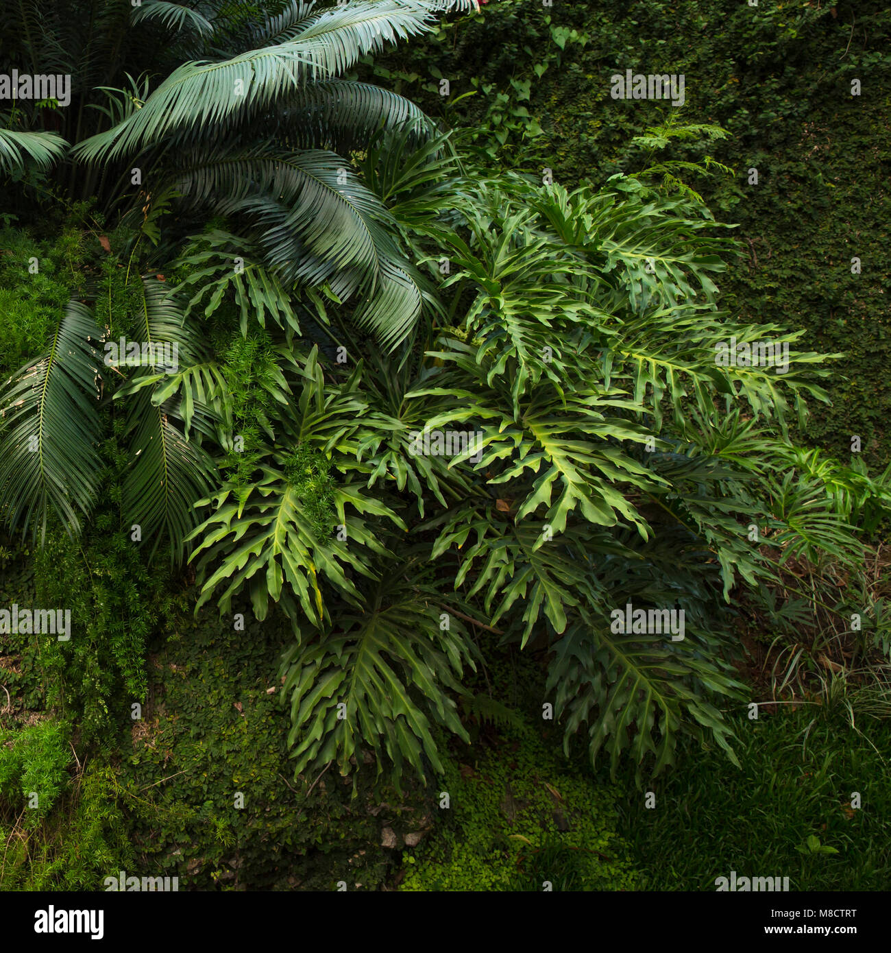 Tropical vegetation in Rio de Janeiro, Brazil Stock Photo