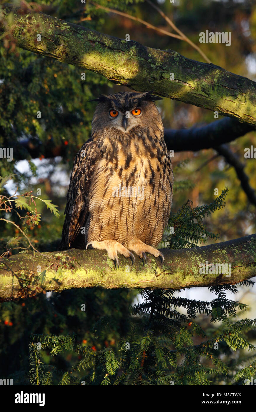 Oehoe zittend in boom in Nederland; Eurasian Eagle Owl perched in tree in Netherlands Stock Photo
