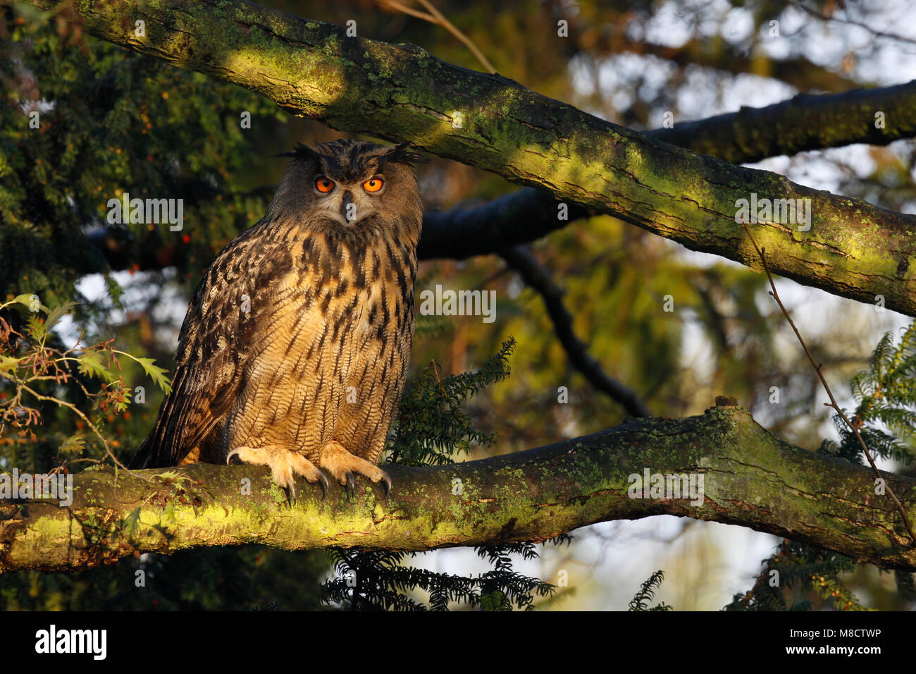Oehoe zittend in boom in Nederland; Eurasian Eagle Owl perched in tree in Netherlands Stock Photo