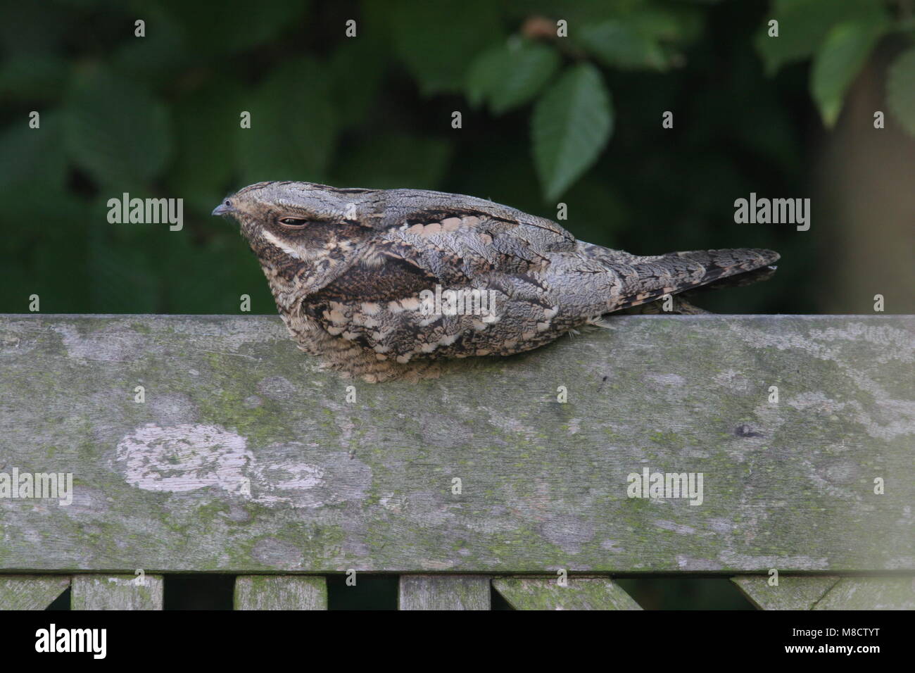 European Nightjar on wooden beam, Nachtzwaluw op houten balk Stock Photo