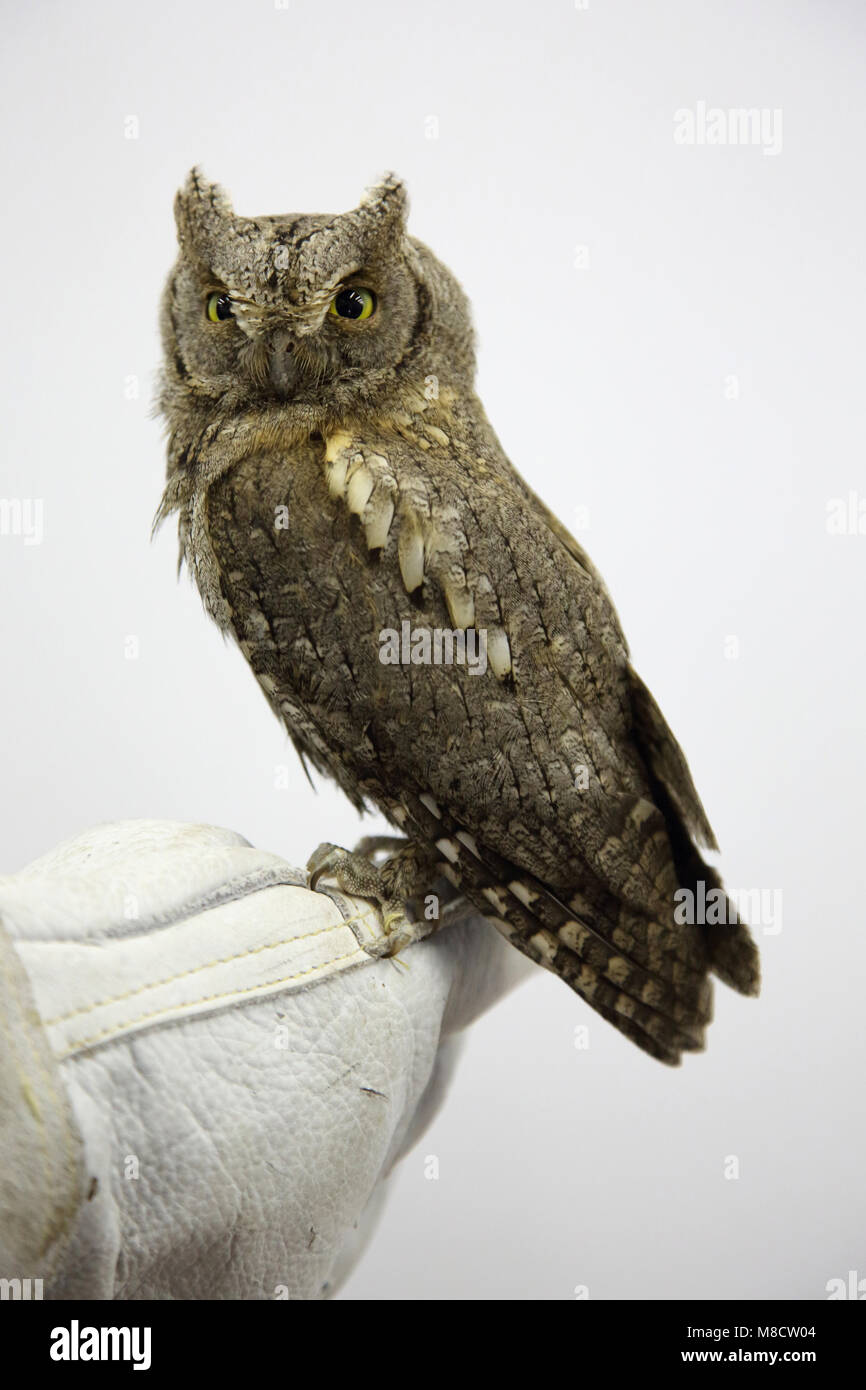 Dwergooruil zittend, Eurasian Scops-Owl perched Stock Photo