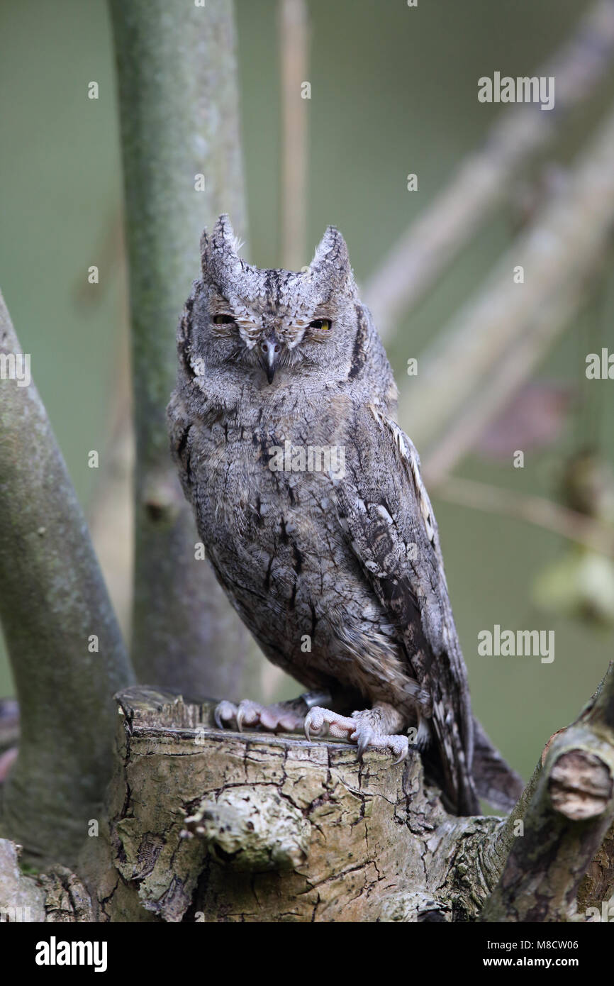 Dwergooruil zittend, Eurasian Scops-Owl perched Stock Photo