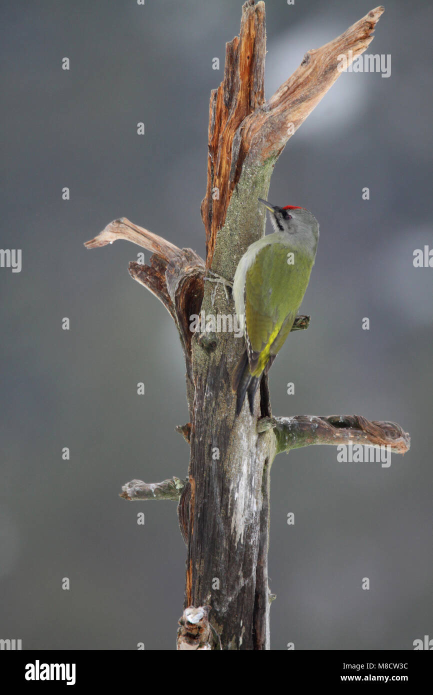Mannetje Grijskopspecht tegen boomstam; Male Gey-faced Woodpecker against tree Stock Photo