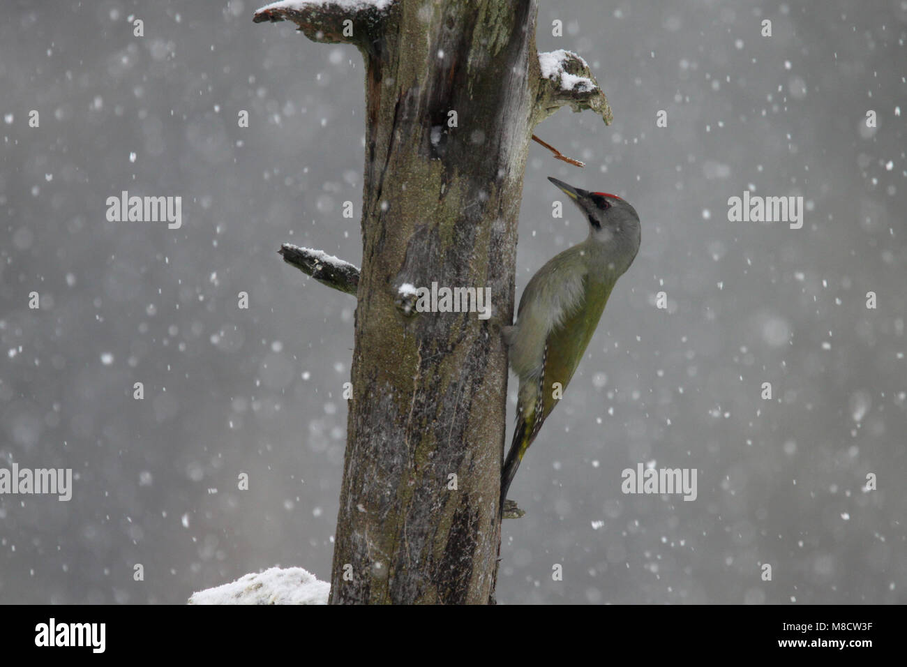 Mannetje Grijskopspecht tegen boomstam; Male Gey-faced Woodpecker against tree Stock Photo